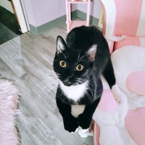 Meet your Posher, Samantha